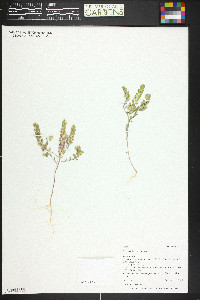 Alyssum desertorum image