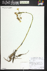 Senecio integerrimus image