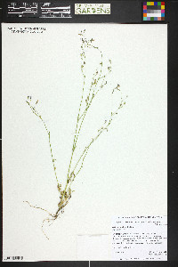 Gilia ophthalmoides image