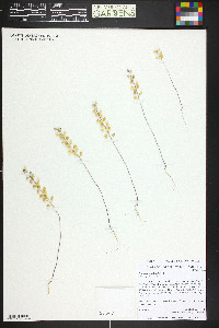 Alyssum simplex image