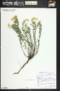 Heterotheca villosa var. nana image