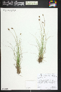 Carex duriuscula image