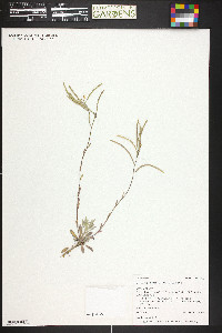 Boechera pallidifolia image