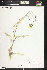 Sisymbrium altissimum image