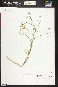 Sisymbrium altissimum image