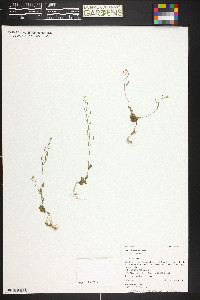 Draba albertina image