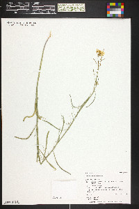 Sisymbrium linifolium image