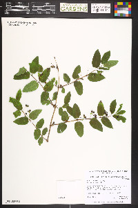 Lonicera morrowii image