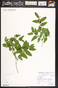 Lonicera morrowii image