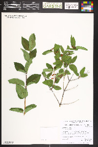 Lonicera morrowii image