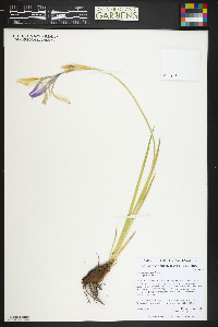 Iris missouriensis image