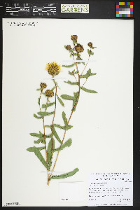 Grindelia subalpina image