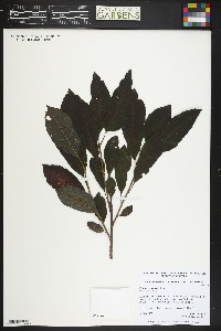 Prunus cerasifera image