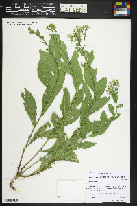 Lepidium draba image