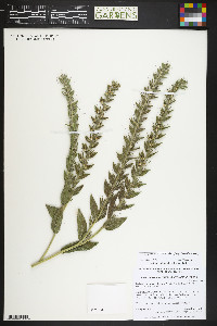 Lithospermum parviflorum image