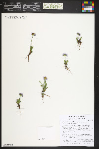 Erigeron ursinus image