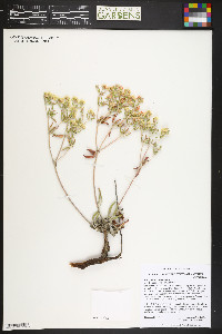 Eriogonum jamesii image