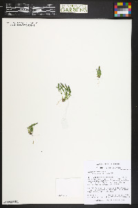 Gentiana prostrata image