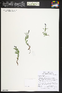 Campanula uniflora image