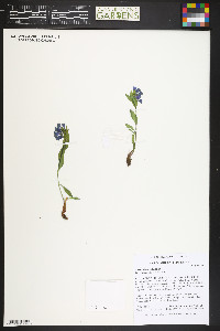 Mertensia tweedyi image