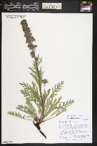 Phacelia sericea image