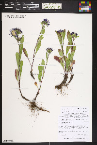 Symphyotrichum foliaceum image