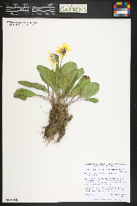 Senecio amplectens var. holmii image