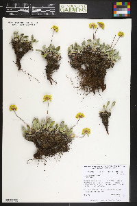 Eriogonum jamesii image