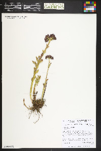 Rhodiola integrifolia image