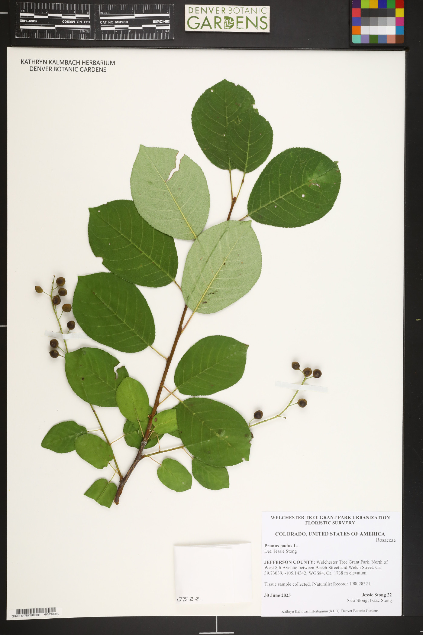 Prunus padus image