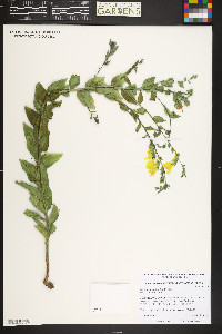 Linaria dalmatica image