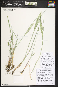 Calamagrostis purpurascens image