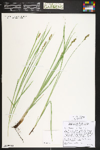 Carex occidentalis image