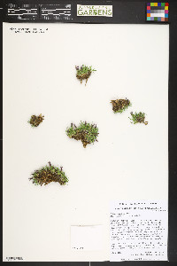 Silene acaulis image