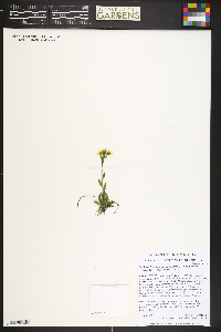 Saxifraga flagellaris image