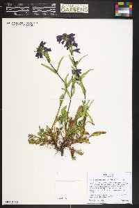 Penstemon whippleanus image