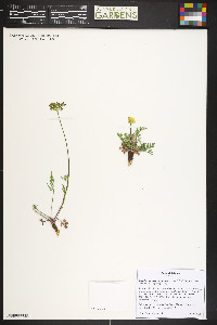 Pseudocymopterus montanus image