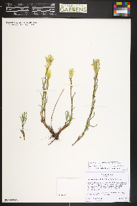 Castilleja sulphurea image
