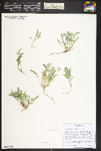 Astragalus alpinus image