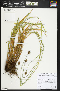 Carex bebbii image