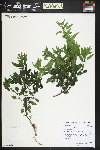 Parietaria pensylvanica image