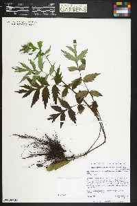 Hydrophyllum fendleri image