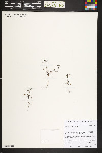 Collinsia parviflora image