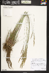 Poa fendleriana subsp. fendleriana image