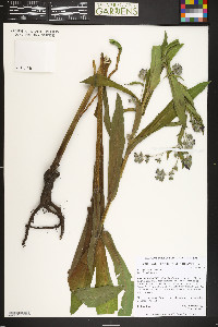 Cynoglossum officinale image