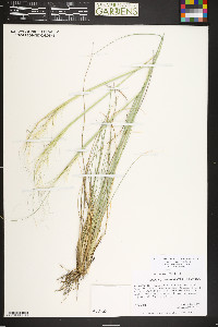 Hesperostipa comata image