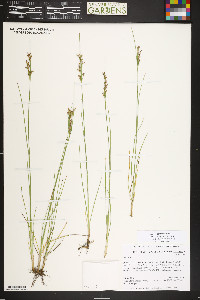 Juncus compressus image