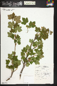 Ribes wolfii image