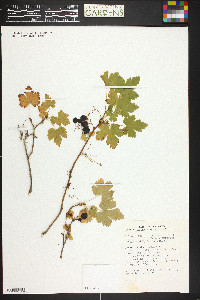 Ribes lacustre image