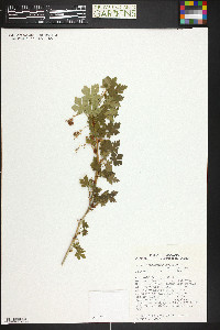 Ribes montigenum image